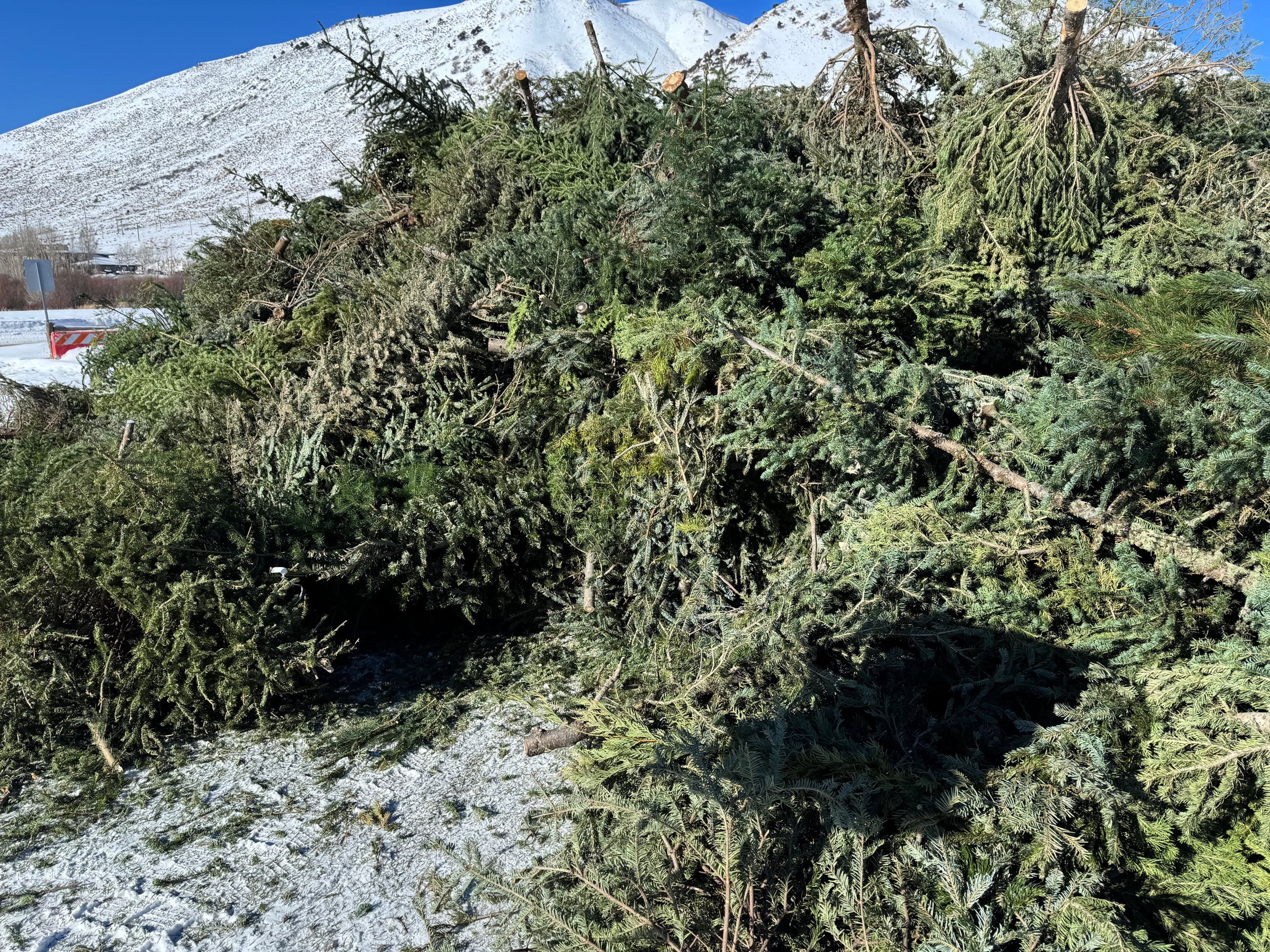 Christmas tree recycling pile